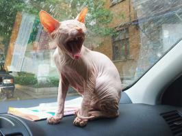 Мех? Нет, не слышал)))