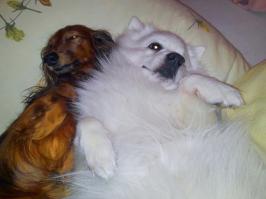 Кто-то из них умнее, кто-то бестолковее, но псы - это те существа, которые всегда тебе рады, любят тебя безоговорочно и повышают настроение в любое время суток (даже если заняли твое место на кровати)))