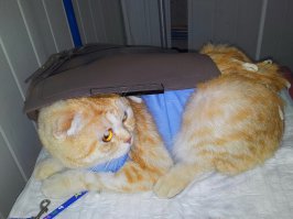 Мой Ватсон после операции. От ужаса каждый раз в ветклинике пытался залезть в мою сумочку, хотя бы морду в ней спрятать...