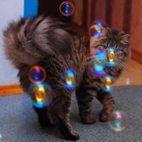 Коту для счастья нужно мало