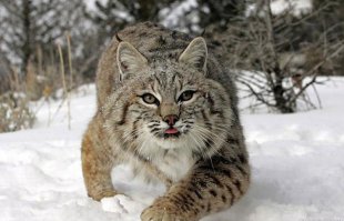 Самка