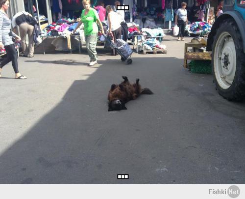 так спит местный пёс...