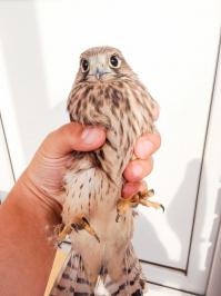 я такого слетка этой весной приютил. поймал на улице - он сорвался из гнезда (на крыше 10-и этажки), а взлететь обратно не смог. отдал потом на воспитание в зоо уголок.