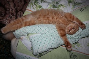 Рыжая кошка в доме — это кусочек солнышка!