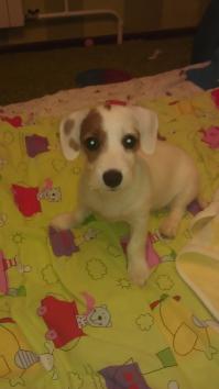 Джек - Рассел Рада. Выбрали как - то сразу, на момент покупки, было запланировано, посмотреть почти сотню щенков, а увидели этого бобика и влюбились всей семьёй. Между фотками год времени.