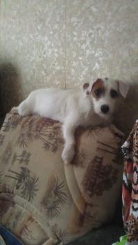 Джек - Рассел Рада. Выбрали как - то сразу, на момент покупки, было запланировано, посмотреть почти сотню щенков, а увидели этого бобика и влюбились всей семьёй. Между фотками год времени.