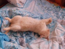 Тайцы крутые коты, у меня тоже полукровка окраса рэд-пойнт уже 6 лет живёт, дак он у нас вместо сторожевой собаки: и левых не пускает и без разрешения не кусает, а с родными ласковый как валенок и мурчит как паровоз.