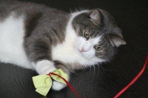  Усатые, полосатые, пятнистые и очень дорогие