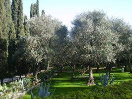 А на фотке то Бахайские сады в Хайфе, а рядом Бахайский храм, никакого отношения к иудаизму не имеющий. Красиво там, кстати, очень, прям дендрарий )