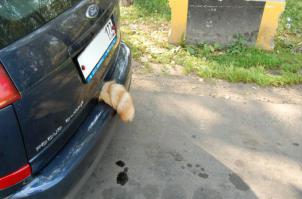 Такое возможно только в России