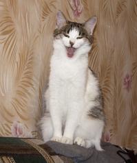 а за эти драгоценности купили еще семенной картошки и снова посадили, может в следующий раз будет 4 халата.