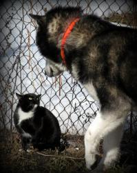 васька, паспорт гони.