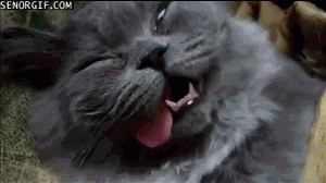 Кошка с шикарными глазами