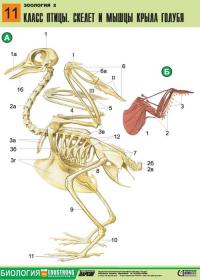 Герои мультфильмов под рентгеном