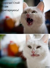 вот чудеса мимики))