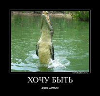 Интересные факты о дельфинах (16 фото)