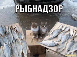 Александр Гордон о жизни в Америке