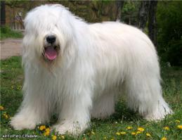 Южнорусская овчарка, южак)