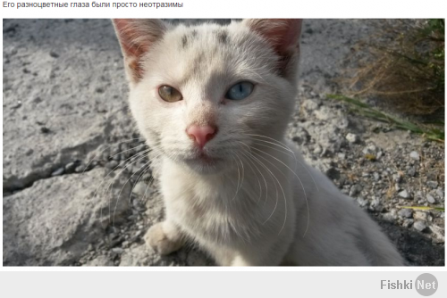 А вот нашлась дочка Луна кота Фукумару из сегодняшнего поста "Спасение брошенного котенка"!