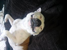 Сам хотел сделать пост про собак, но теперь, думаю просто добавлю немного высказываний великих людей про братьев наших меньших!
Умом собаки держится мир. Философия Авесты 
Ни одна собака не подсунет человеку свинью. Г.Александров
Собака обладает одним прекрасным качеством - она помнит добро. Она охраняет дом своих благодетелей до самой смерти. Анахарсис 
Благодарность, это болезнь собак, не передающаяся человеку. Антуан Бернхейм 
Собака-это единственное существо на земле, которое любит тебя больше, чем себя. Дж. Биллингс 
 Если вы не любите собак, вы не любите верность; вы не любите тех, кто верен вам, следовательно вы не можете быть верным. Наполеон Бонапарт
По твоему отношению к собаке я узнаю, что ты за человек. А. Боссе 
Собака есть единственное животное, верность которого непоколебима. Ж.Бюффон 
Собака так преданна, что даже не веришь в то что человек заслуживает такой любви. Ил.Ильф 
Купи собаку. Это единственный способ купить любовь за деньги. Ян.Ипохорская 
Собаки тоже смеются, только они смеются хвостами. М.Истман
Если бы только люди могли любить как собаки, мир стал бы раем. Дж.Дуглас
Собака - это не смысл жизни, но благодаря ей жизнь обретает особый смысл. Р.Карас 

Это малая толика того, что они заслуживают, не даром ведь говорят, что чем лучше узнаешь людей, тем больше нравятся собаки!
И напоследок, фотка моего пса(собака улыбака)!