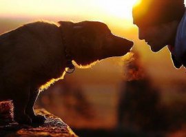 Бывает смотришь в глаза собаки, и думаешь - ЧЕЛОВЕК!!! А иногда смотришь в глаза человека, и думаешь - СОБАКА…