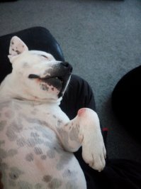 Ну вот, попал и я в демотеватор!  Я  собачник, это точно, с раннего детства. Собака-это мое сердце бьющееся возле ног! Вот так примерно!