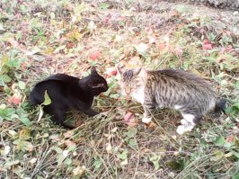 А мой балбес не мурлыкает. В смысле - вибрирует, но звука нет. 
Зато у него хвост как у собаки колечком, поэтому и назвали его Кренделем, потом как оказалось по натуре он ещё тот крендель.
На фото он слева, сирокезился на другого кота. Орут друг на друга.
.