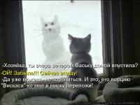 Кошки ,которые очень редко выходят из дома