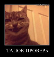 Хозяин подколол своего кота