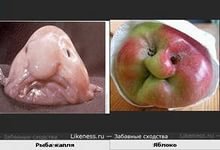 Морские существа, похожие на инопланетян