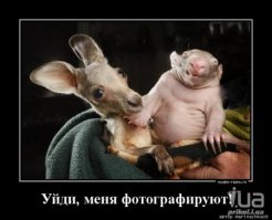 Вомбат удивительное животное 