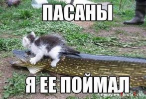Кот купается с рыбой