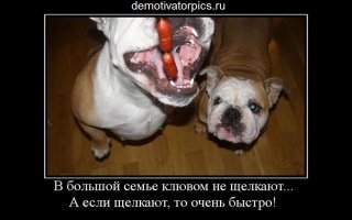 Пес ждал, ждал и сожрал мороженое