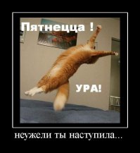 Лучшее с котиками - Котопокалипсис
