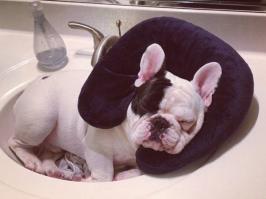 @ringo_thegringo и @manny_the_frenchie :)