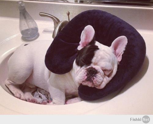 @ringo_thegringo и @manny_the_frenchie :)