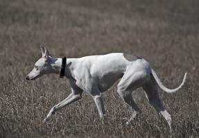 Один из моих. Кстати по цвету глаз - с рождения были голубые, потом потемнели сильно.
