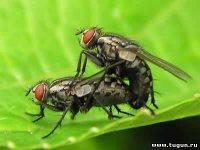 Лолита — История девушки с обложки