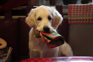 а вот моя помощница растет)