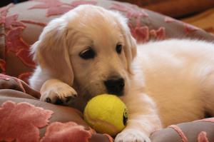 тыща лайков! обожаю собак!!