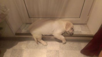 20 щенков, утомлённых своим первым днём дома