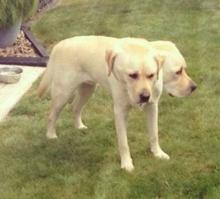 -А у тебя есть собака?
-Да, есть.
-А фото прислать можешь?
-Конечно, лови!