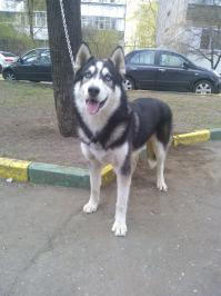 Интересные факты о хаски