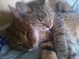 Обнимашки))