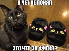 37 фотографий, которыми коты могут гордиться