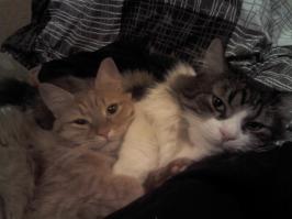 У меня два кошака.И я не могу понять.Почему  старший пол-года играет с младшим,а пол-года не подпускает его,рычит.И вдруг у меня возникла версия.Бантик(старший) начинает с Апельсинкой(младшим)дружить, как только наступают начинаются холода. Получается на инстинктивном уровне он боится,что могут и на улицу выкинуть в мороз.А летом не страшно.Пох)