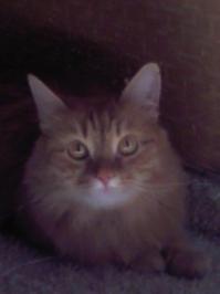 Все-таки есть предложения брать из приютов.Там они и привиты и ждут).Я второго на улице подобрал.Конечно глупый и не красавец,но уже мой))