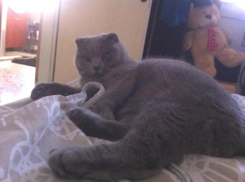 А я Скотт, мне скоро 3)) С Наступающим!