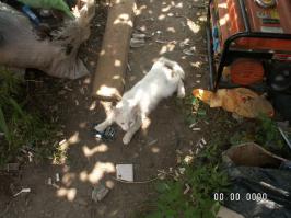 А почему такой срач в огороде?