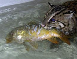 Виверровый кот-рыболов! Прошу любить и жаловать! Стоит как новая иномарка